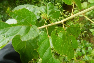 Cây dược liệu cây Cù đèn đuôi - Croton caudatus Geiseler