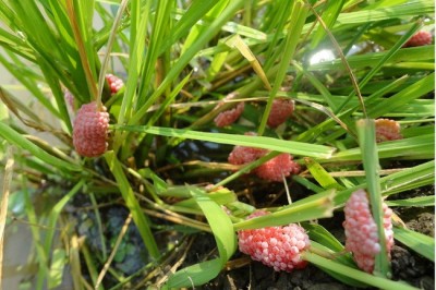 Cận cảnh quá trình ốc bươu vàng đẻ trứng