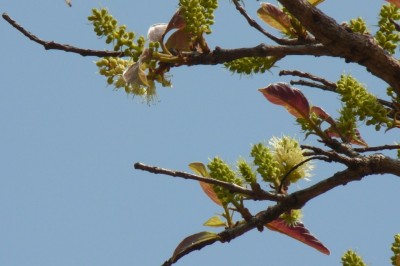 Cây dược liệu cây Vỏ dụt, Cây tai nghé, Bàn nước, Nam mộc hương - Hymenodictyon excelsum (Roxb.) Wall