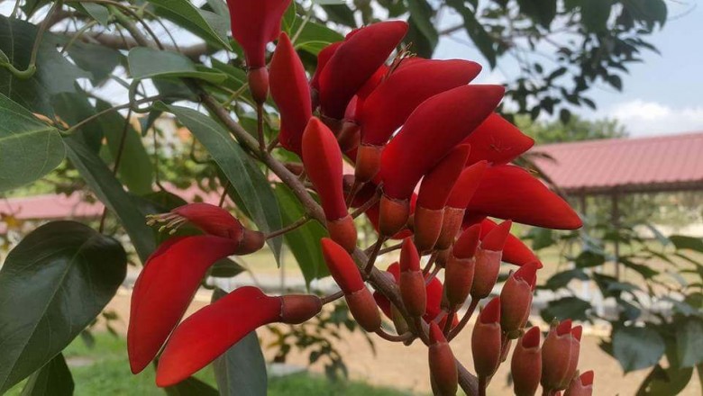Cây dược liệu cây Vông đồng - Erythrina fusca Lour
