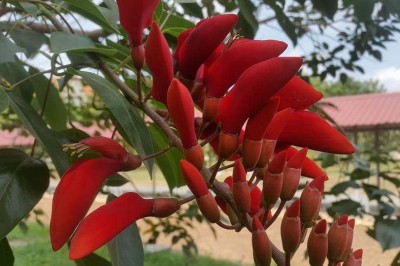 Cây dược liệu cây Vông đồng - Erythrina fusca Lour