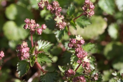 Cây dược liệu cây Vi tiễn Nhật - Nanocnide japonica Blume