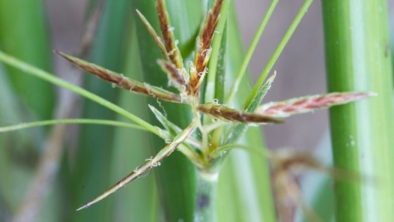 Cây dược liệu cây U du có đốt, Cói đốt - Cyperus articulatus L