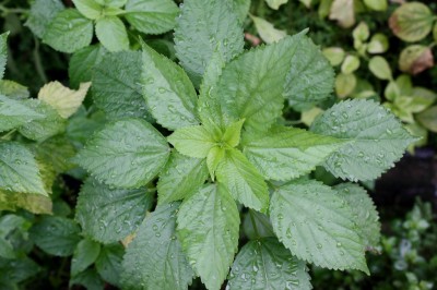 Cây dược liệu cây Tai tượng thon, Na - Acalypha lanceolata Willd. (A.boehmerioides Miq.)