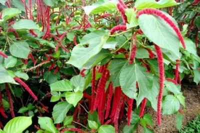 Cây dược liệu cây Tai tượng đuôi chồn - Acalypha hispida Burm. f