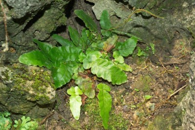 Cây dược liệu cây Tai đá, Ráng cổ tự Tích lan - Quercifilix zeylanica (Houtt.) Cop