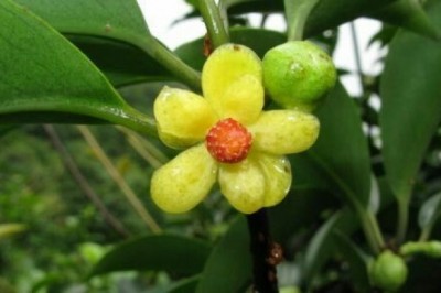 Cây dược liệu cây Nắm cơm, Xưu xe tạp - Kadsura heteroclita