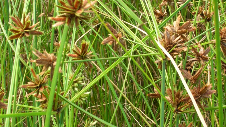 Cây dược liệu cây U du nghiêng, Cói ba cạnh, Cói bông sang - Cyperus nutans Vahl