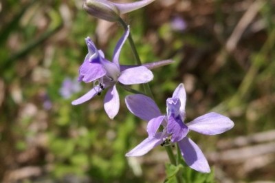 Cây dược liệu cây Tai thỏ - Delphinium anthriscifolium Hance