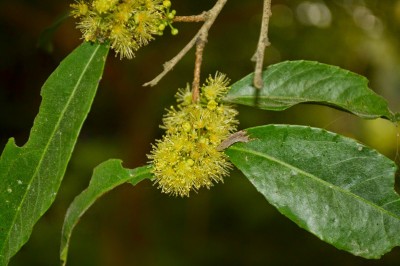 Cây dược liệu cây Tạc lá dài, Mộc hương lá dài - Xylosma longifolium Clos