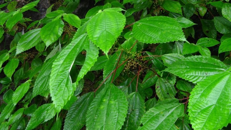 Cây dược liệu cây Ta me, Gai ráp, Thủy ty ma - Maoutia puya (Wall.) Wedd