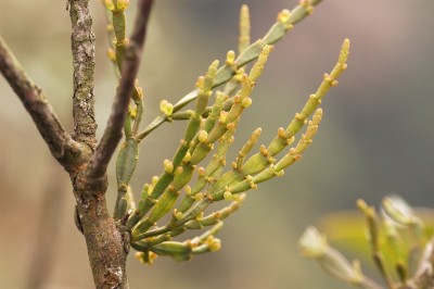 Cây dược liệu cây Tầm gửi cây dẻ, Cầu thăng, Cốt tân - Korthalsella japonica (Thunb.) Engl. (K. opantia (Thunb.) Merr., Viscum japonicum Thunb.)
