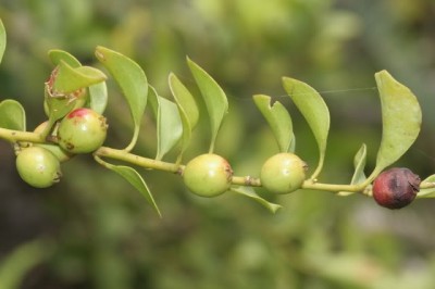 Cây dược liệu cây Tầm gửi dây, Thượng mộc bụi, Ký sinh đằng - Dendrotrophe frutescens (Benth.) Danser (Henslowia frutescens Benth., Dufrenoya frutescens (Benth.) Stanffer)