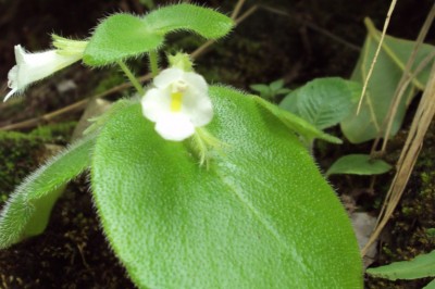 Cây dược liệu cây Tai voi lông móc câu, Cây rita móc - Chirita hamosa R. Br