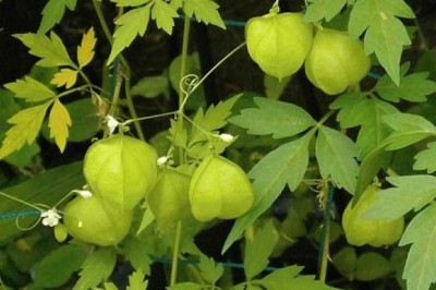 Cây dược liệu cây Tam phỏng, Chùm phỏng. Tầm phong, Tầm phỏng, Xoan leo - Cardiospermum halicacabum L