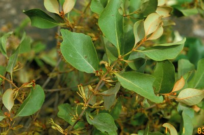 Cây dược liệu cây Tầm gửi sét, Mộc vệ sét - Scurrula ferruginea (Jack) Danser, (Taxillus ferrugineus (Jack) Ban)