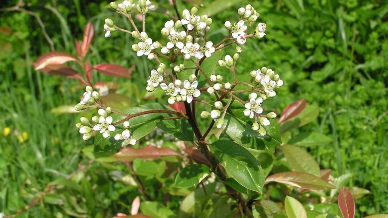 Cây dược liệu cây Tân hoa, Hồng quả thụ, Dã mộng hoa - Stranvaesia davidiana Decne