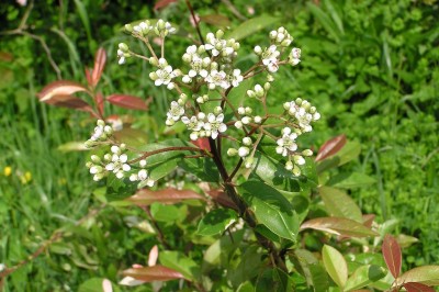 Cây dược liệu cây Tân hoa, Hồng quả thụ, Dã mộng hoa - Stranvaesia davidiana Decne