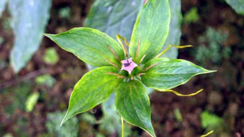 Cây dược liệu cây Tảo hưu Hải nam, Vương tôn, Co hạnh phúc - Paris hainanensis Merr