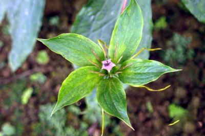 Cây dược liệu cây Tảo hưu Hải nam, Vương tôn, Co hạnh phúc - Paris hainanensis Merr