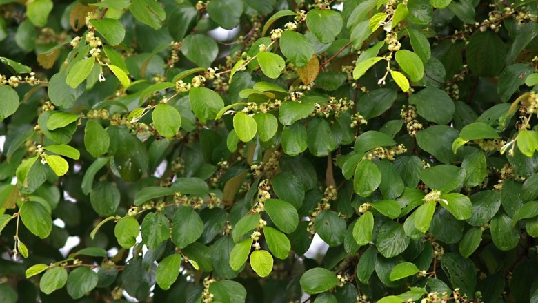 Cây dược liệu cây Táo Campuchia- Ziziphus cambodiana Pierre