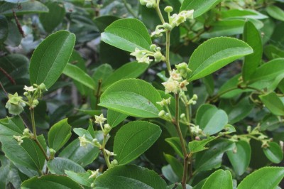 Cây dược liệu cây Táo na - Paliurus ramosissimus (Lour.) Poir. (Aubletia ramosissima Lour.)