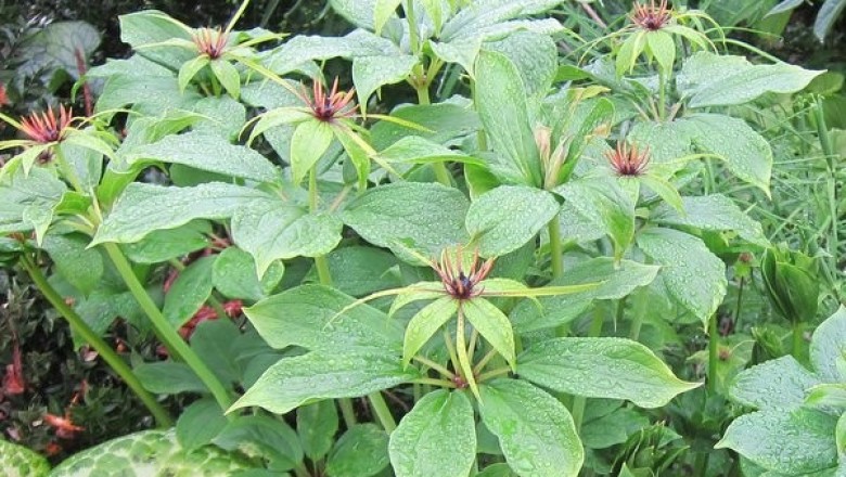 Cây dược liệu cây Tảo hưu Vân nam - Paris yunnanensis Franch. (P. polyphylla Smith var. yunnanensis (Franch) Hand. - Mazz