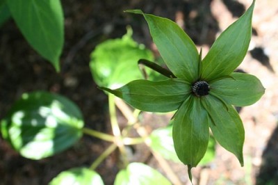 Cây dược liệu cây Tảo hưu Farges - Paris fargesii Franch. (Paris polyphylla Sm. subsp. furgesii (Franch.) Hara)