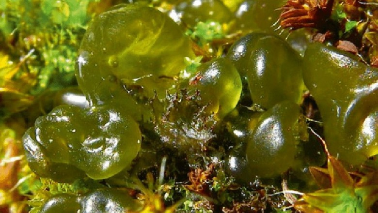 Cây dược liệu cây Tảo chuỗi ngọc, Tảo tràng hạt - Nostoc commune Vaucher