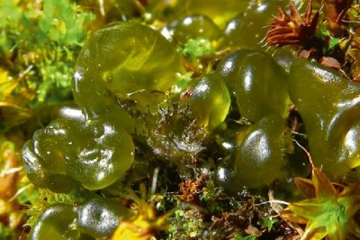 Cây dược liệu cây Tảo chuỗi ngọc, Tảo tràng hạt - Nostoc commune Vaucher