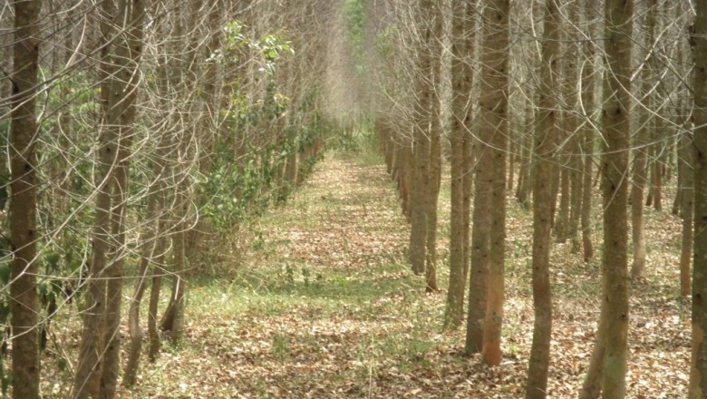 Cây dược liệu cây Bạch đàn nam - Macaranga tanaria (L.) Muel. - Arg