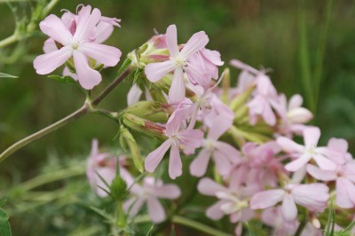 Cây dược liệu cây Tạo phì thảo - Saponaria officinalis L