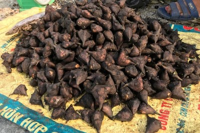 Cây dược liệu cây Ấu, củ ấu, Ô lăng