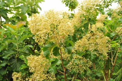 Cây dược liệu cây Tếch, Giá tị - Tectona grandis L. f