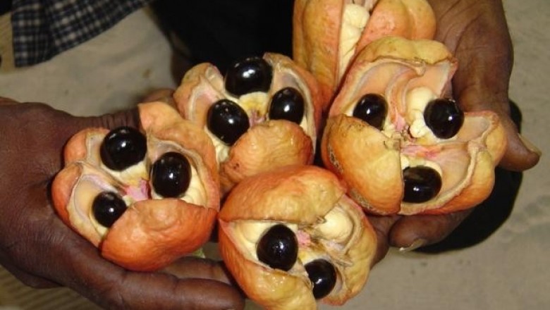 Cây dược liệu cây A kê (Akee) - Blighia sapida Koen