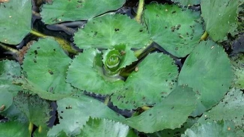 Cây dược liệu cây Ấu dại,  ấu dây – Trapa incisa Sieb. et Zucc. (Trapa maximowiczii Korsh. var. tonkinensis Gagnep.) 