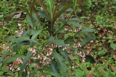 Cây dược liệu cây Tắp quang, Cơm nguội thanh, Mỹ lệ tử kim ngưu - Ardisia elegans Andr
