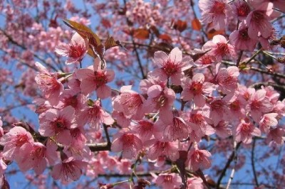 Cây dược liệu cây Anh đào – Prunnus cerasoides D. Don