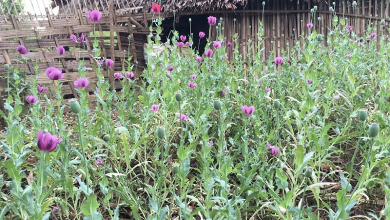 Cây dược liệu cây Thuốc phiện, A phiện, Anh túc, Cây thẩu - Papaver somniferum L