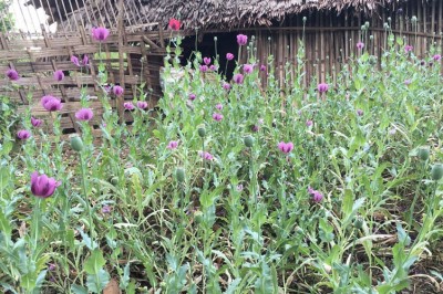 Cây dược liệu cây Thuốc phiện, A phiện, Anh túc, Cây thẩu - Papaver somniferum L