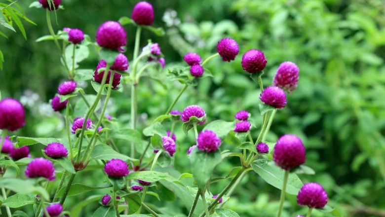 Cây dược liệu cây Bách nhật, Cúc bách nhật hay Bông nở ngày - Gomphrena globosa l