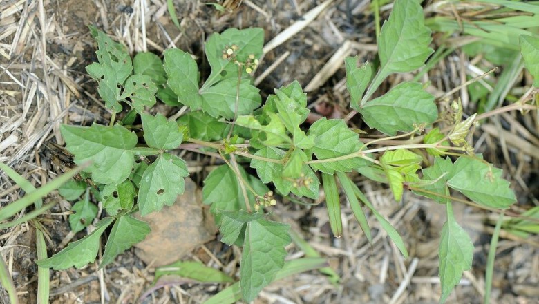 Cây dược liệu cây Bạch liễm - Ampelopsis japonica (Thunb.) Makino