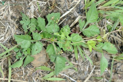 Cây dược liệu cây Bạch liễm - Ampelopsis japonica (Thunb.) Makino