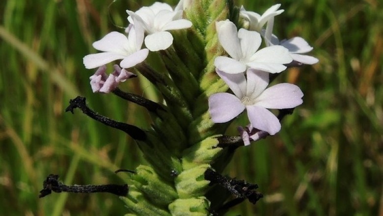 Cây dược liệu cây Bục, Cỏ đen, Quỷ vũ tiễn - Buchnera cruciata Buch.-Ham. ex D.Don