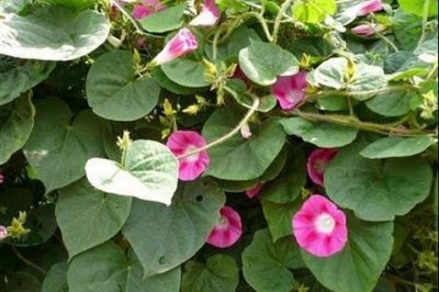 Cây dược liệu cây Bạc thau hoa đầu, Thảo bạc đầu - Argyreia capitata (Vahl) Choisy