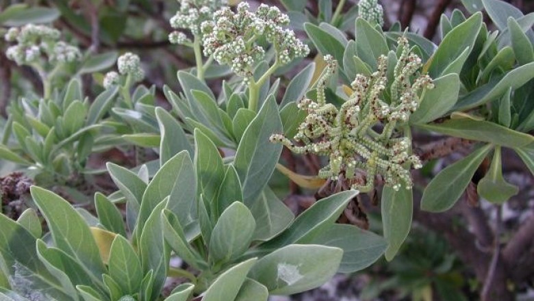 Cây dược liệu cây Bạc biển - Argusia argentea (L.f) Heine - (Messerschmidia argentea (L) johnston)