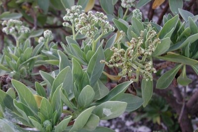 Cây dược liệu cây Bạc biển - Argusia argentea (L.f) Heine - (Messerschmidia argentea (L) johnston)