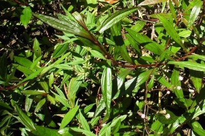 Cây dược liệu cây Bả dột hay Ba dót, Cà Dót - Eupatorium triplinerve Vahl