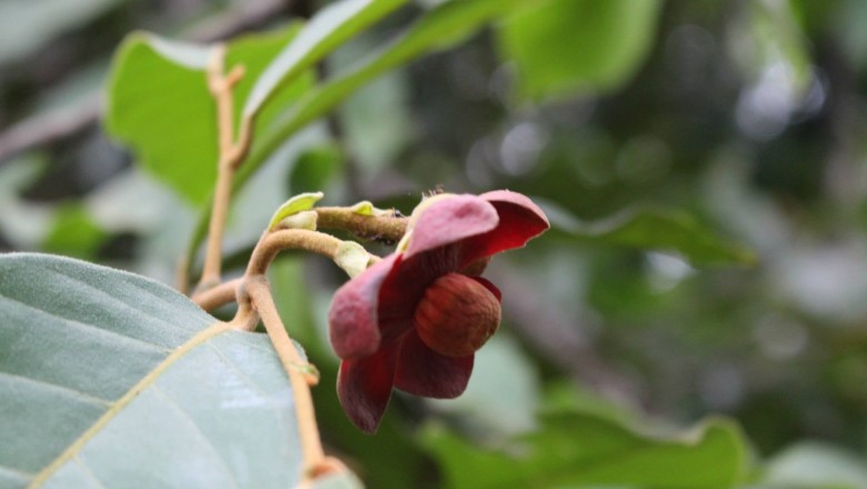 Cây dược liệu Bù dẻ trườn, Bồ quả trái nhỏ - Uvaria microcarpa Champ. et Benth. (U. macrophylla Roxb. var. microcarpa (Champ. ex Benth.) Finet et Gagnep.)