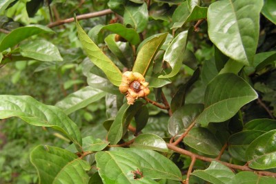 Cây dược liệu Bù dẻ lá lớn, Nam kỳ hương, Dất lông - Uvaria cordata (Dunal) Wall. ex Alston (U. macrophylla Roxb.)